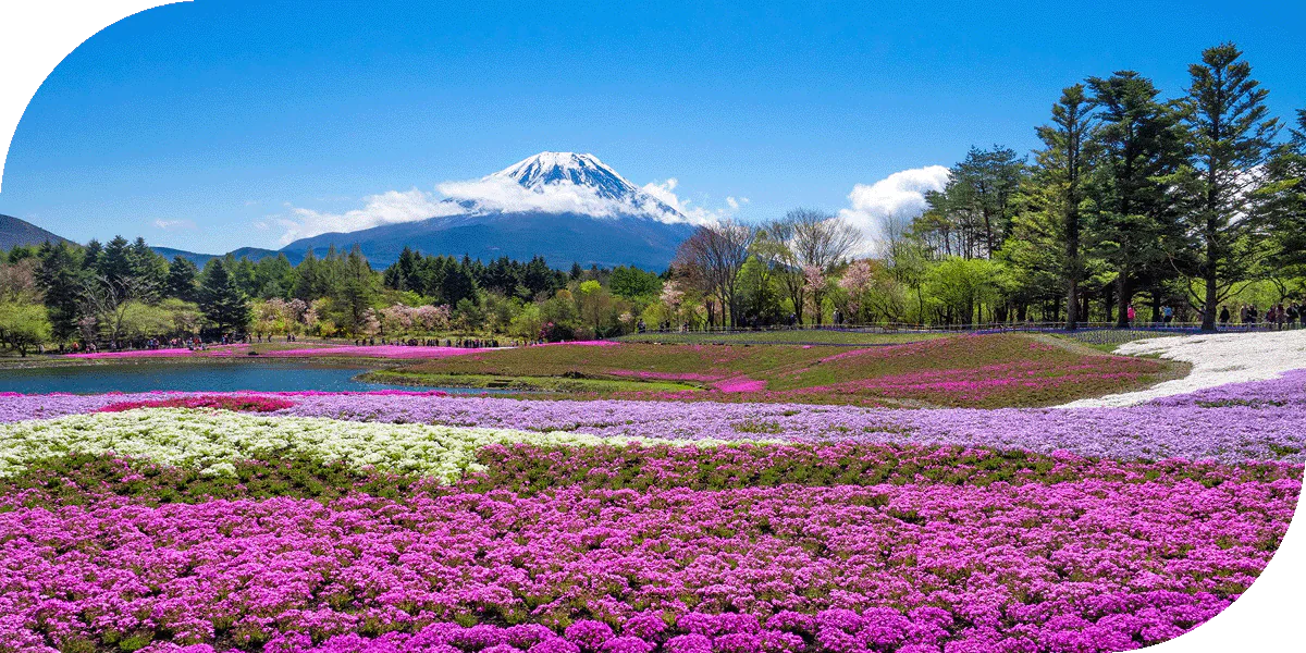 A beautiful field of purple blooming flowers in Tokyo, Japan