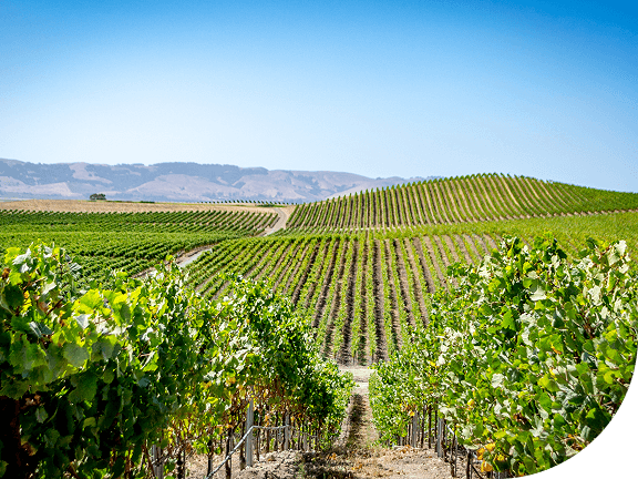 Rows of grape vines, Napa Valley, California.