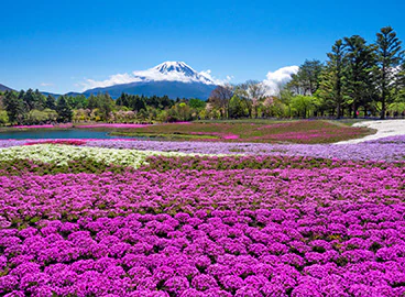 A field of blooming purple flowers in Tokyo, Japan