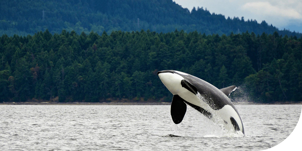 Orca breaching waters in Alaska bay.