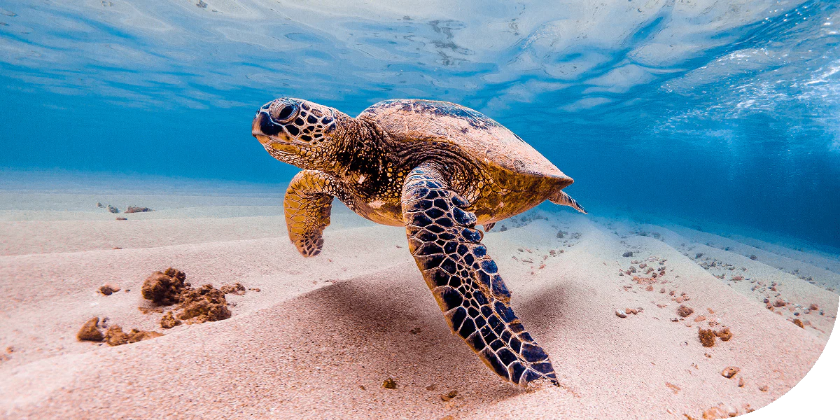 Sea turtle in shallow surf of Hawaii.