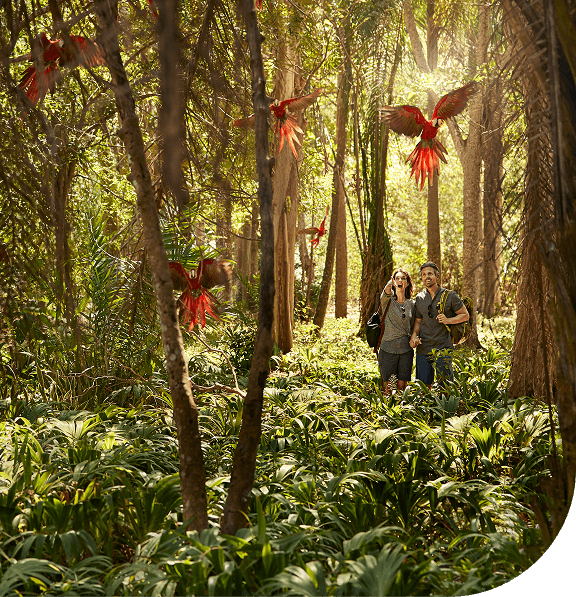 Couple watching macaws in Puntarenas, Coasta Rica.