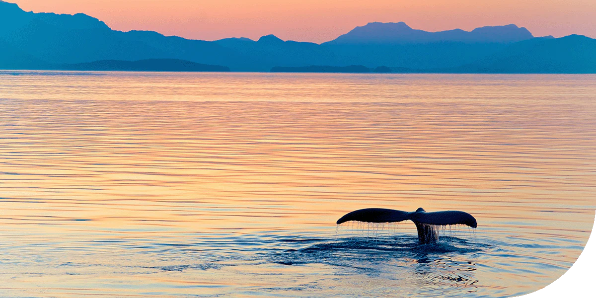 A whale breaches the waters of Alaska.
