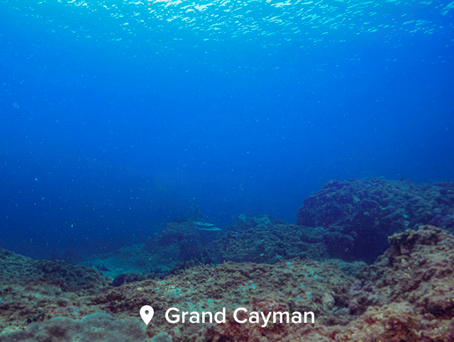 Blue Friday. Sail Into Savings. Up to $250 instant savings. Up to 50% off. 3rd & 4th Free Guests. Book Now.