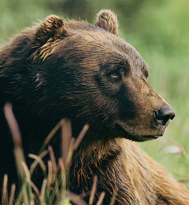 A majestic brown bear in Alaska.