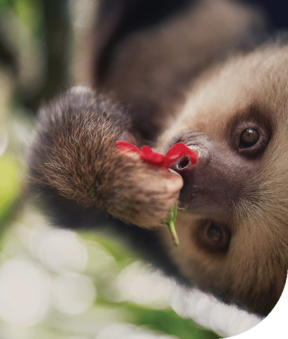 A baby sloth munches on a flower in the Panama Canal.