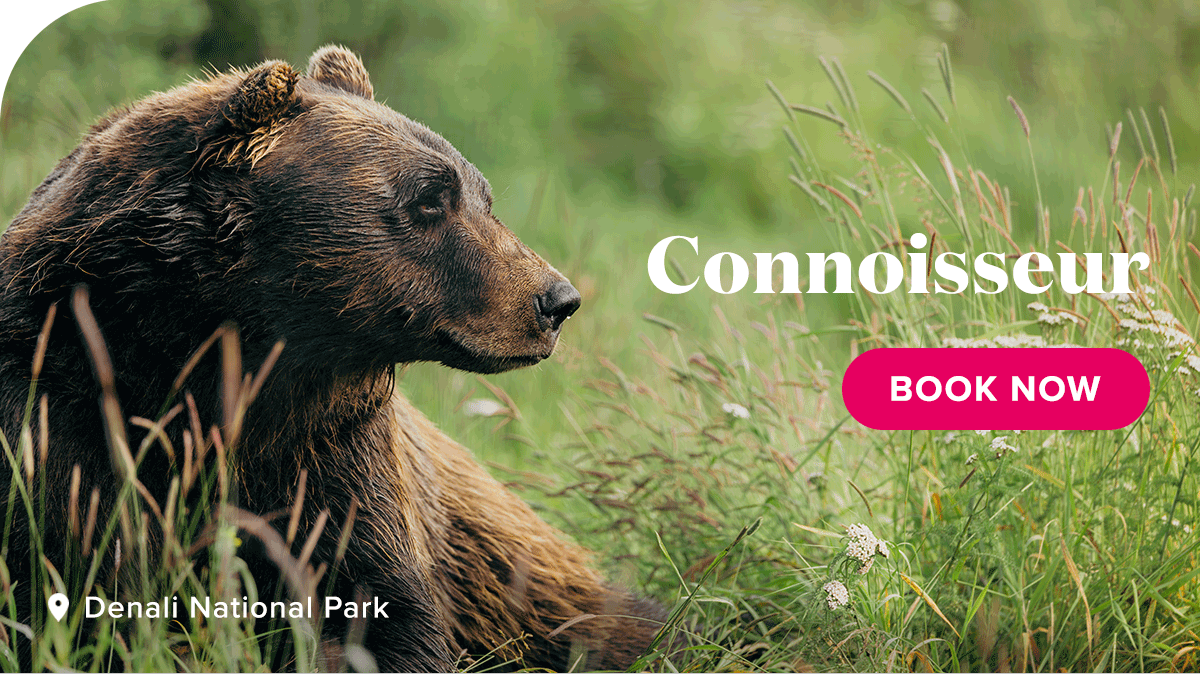 Connoisseur. Denali National park. Book Now.