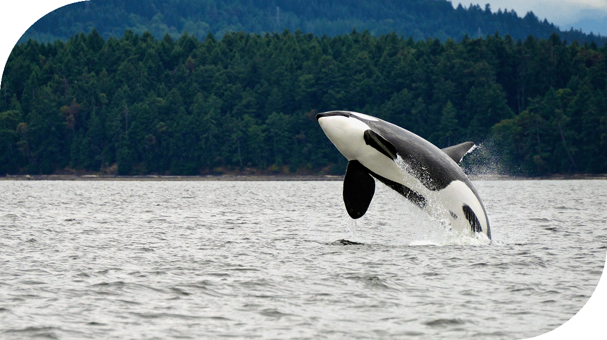 An orca breaches the Alaskan waters.