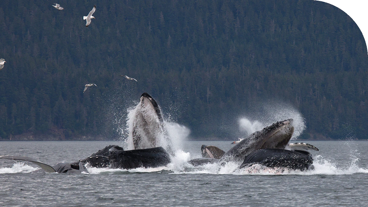 Whales breaching the surface of Alaskan waters.