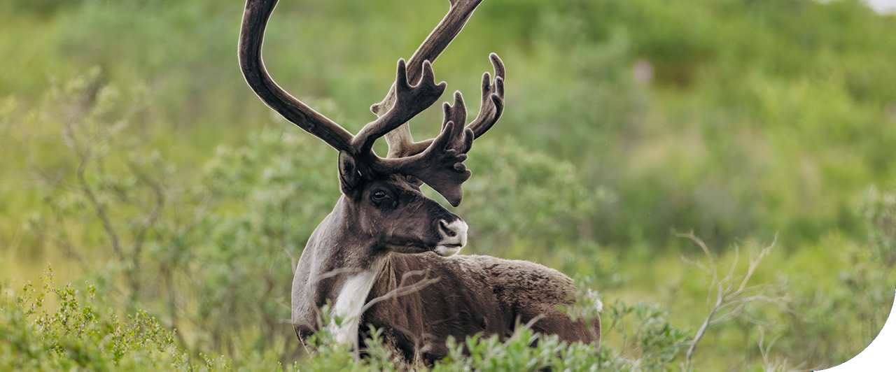 A reindeer sits in tall grass in Denali National Park, Alaska.
