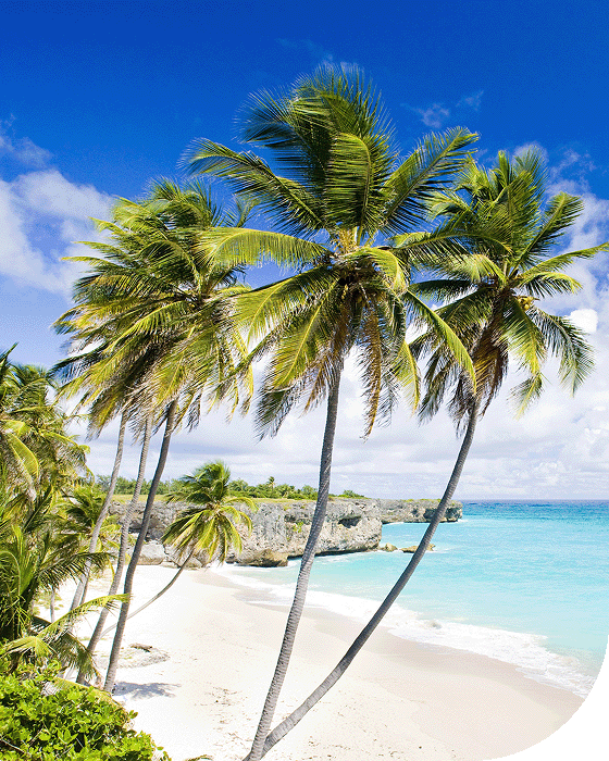 White sandy beaches of Barbados