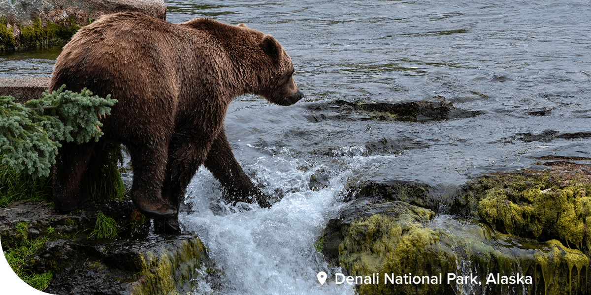 Denali National Park, Alaska.