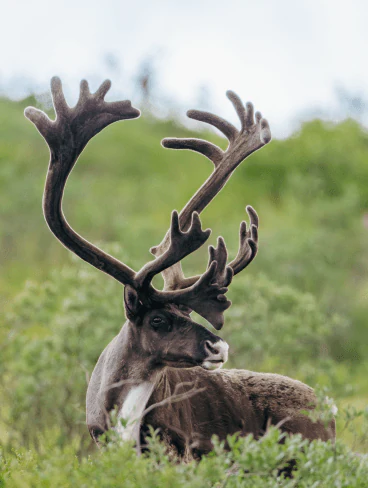 Moose lying down on hillside grass