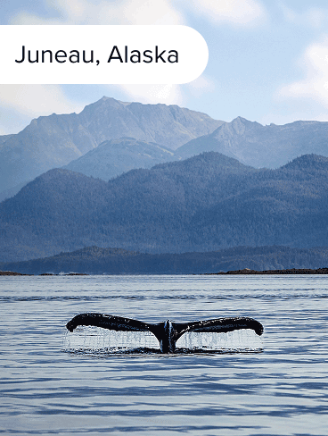 Whale in Juneau, Alaska.