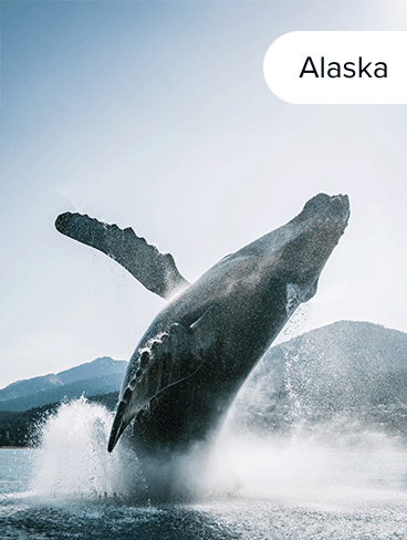 A whale breaches the waters of Alaska.