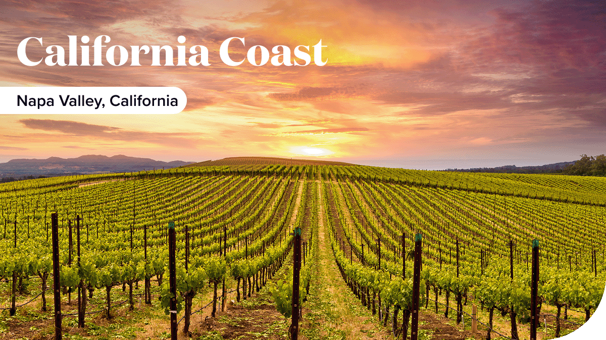 Vineyards sprawl for miles in Napa valley, California.