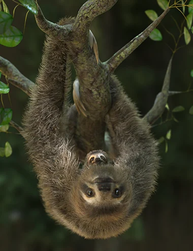 Sloth by AM