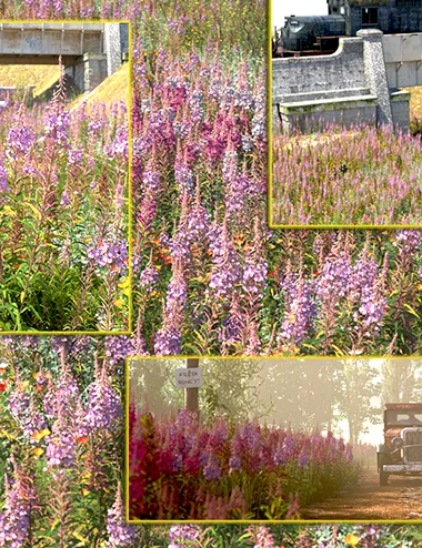 Wild Flowers - Fire Weed