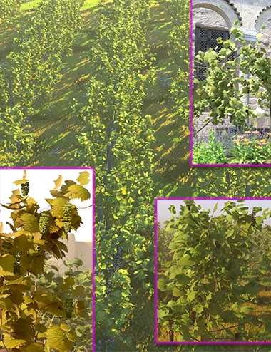 Vineyard Kit - Grape Vines and Supports