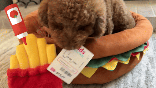 Dog with a pet bed and toy