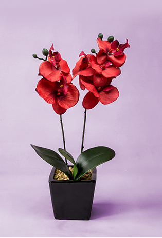 A potted orchid with red flowers and green leaves displayed in a black container on a neutral backdrop.