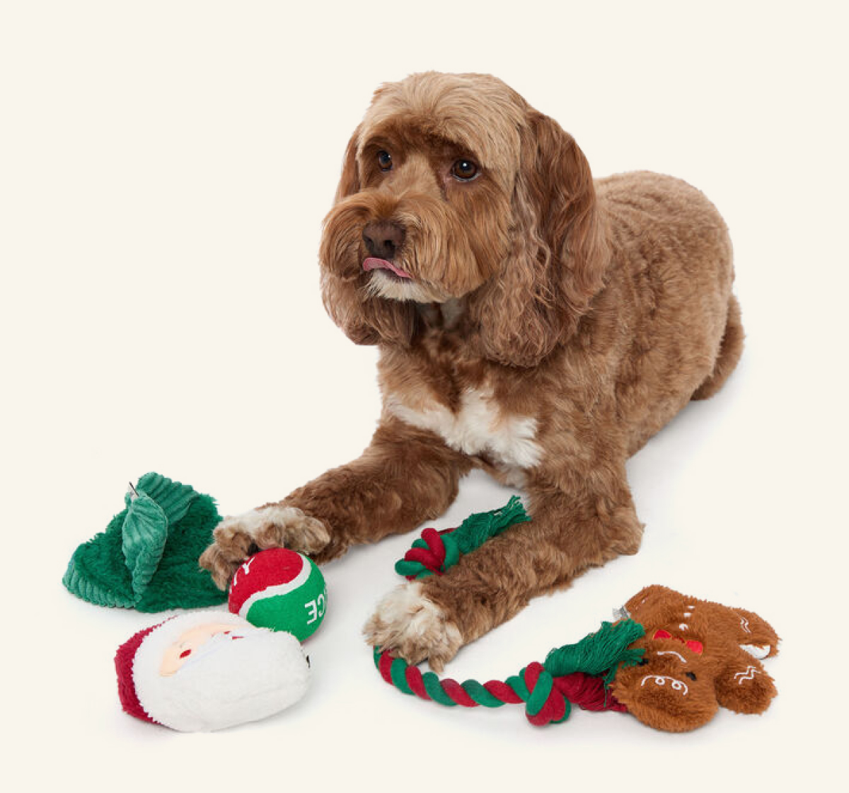 Pet Collection >