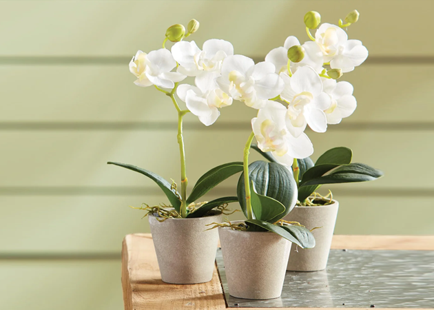 DECORATIVE ACCENTS
