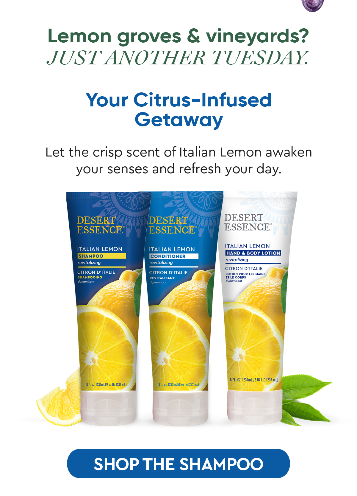 Shop Lemon shampoo, conditioner and body wash! 
