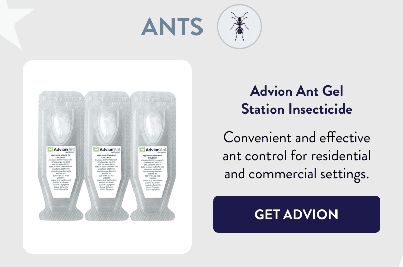 Ants  Advion Ant Gel Station Insecticide  Convenient and effective ant control for residential and commercial settings.  [GET ADVION]