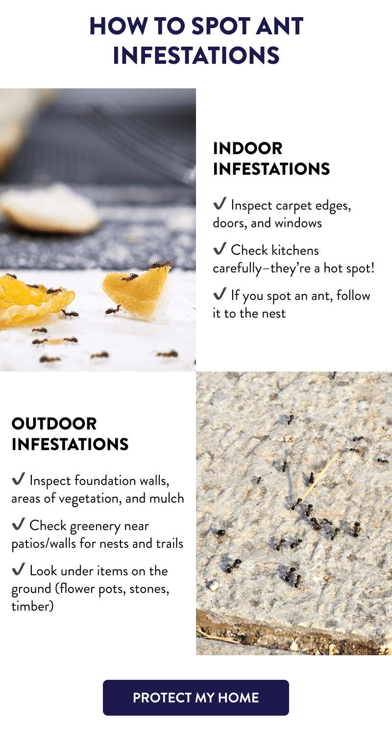 How to Spot Ant Infestations  Indoor Infestations  - Inspect carpet edges, doors, and windows - Check kitchens carefully–they’re a hot spot! - If you spot an ant, follow it to the nest  Outdoor Infestations  - Inspect foundation walls, areas of vegetation, and mulch - Check greenery near patios/walls for nests and trails - Look under items on the ground (flower pots, stones, timber)  [PROTECT MY HOME]