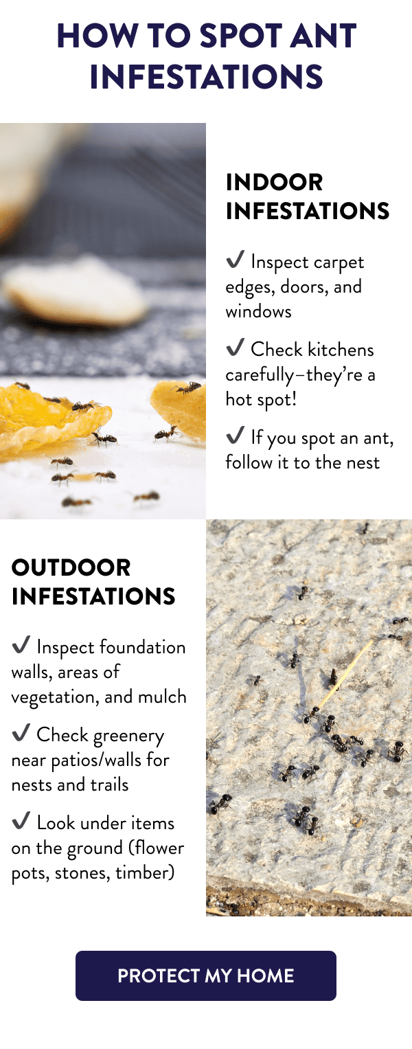 How to Spot Ant Infestations Indoor Infestations - Inspect carpet edges, doors, and windows - Check kitchens carefully–they’re a hot spot! - If you spot an ant, follow it to the nest Outdoor Infestations - Inspect foundation walls, areas of vegetation, and mulch - Check greenery near patios/walls for nests and trails - Look under items on the ground (flower pots, stones, timber) [PROTECT MY HOME]
