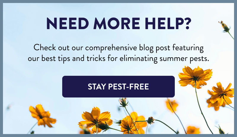 Need More Help?  Check out our comprehensive blog post featuring our best tips and tricks for eliminating summer pests.  [STAY PEST-FREE]