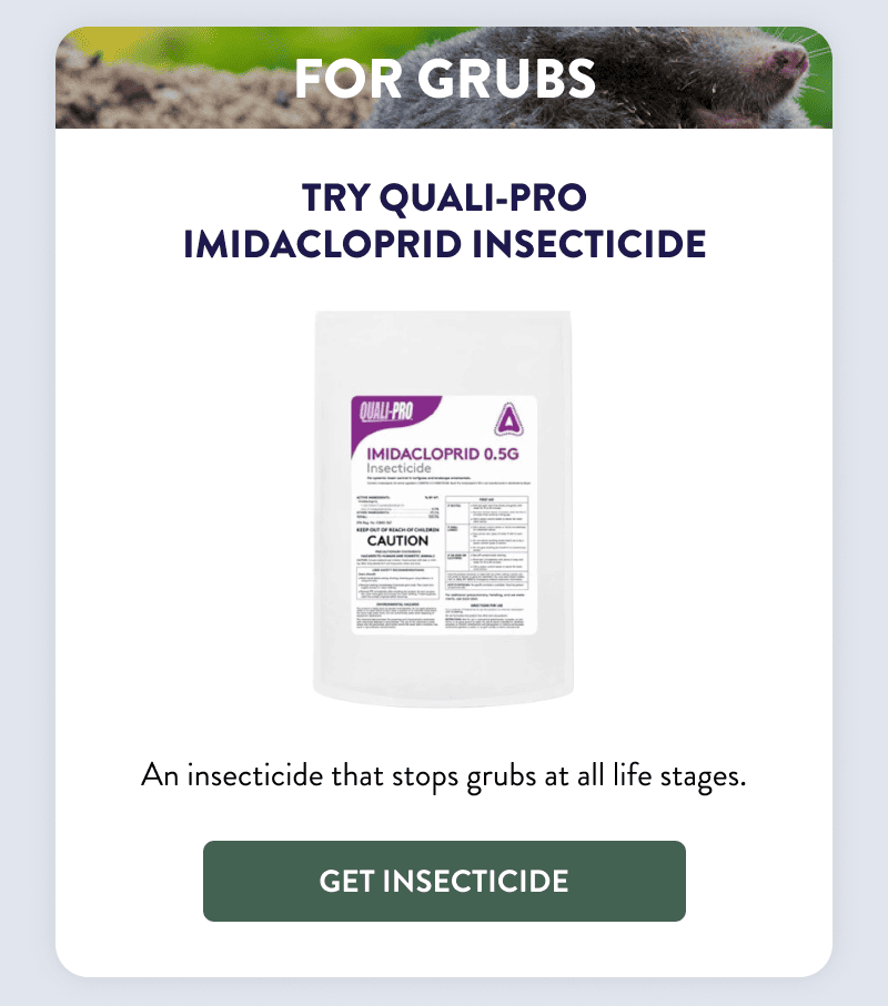 For Grubs  Try Quali-Pro Imidacloprid Insecticide  An insecticide that stops grubs at all life stages.  [GET INSECTICIDE]