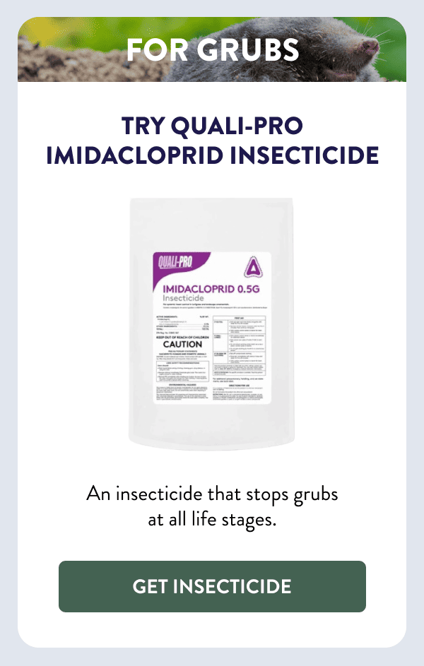 For Grubs Try Quali-Pro Imidacloprid Insecticide An insecticide that stops grubs at all life stages. [GET INSECTICIDE]