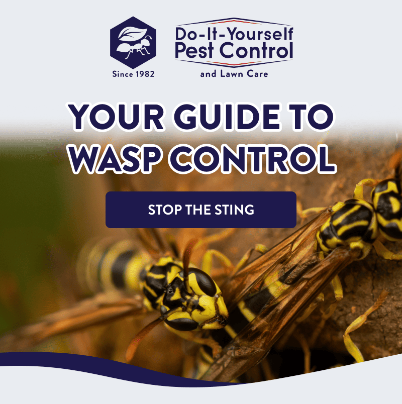 Your Guide to Wasp Control  [STOP THE STING]