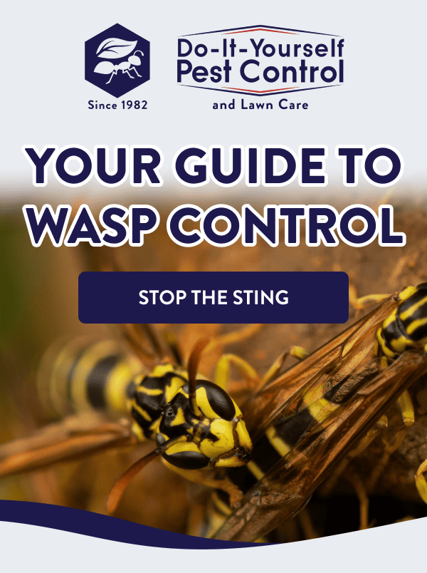 Your Guide to Wasp Control [STOP THE STING]