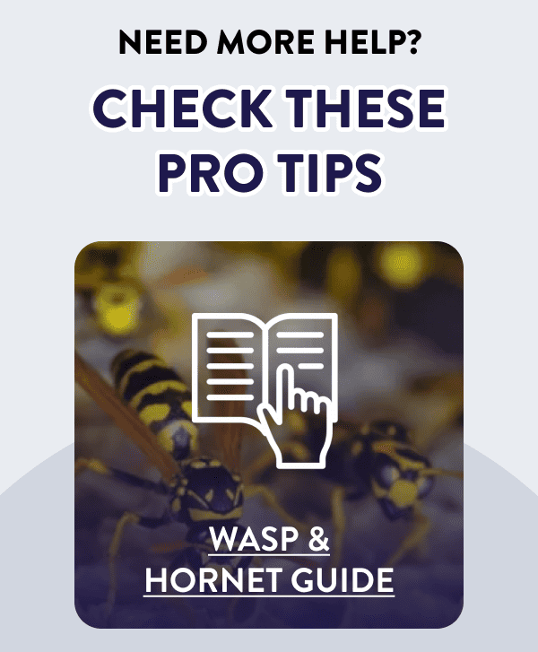 Need More Help? Check These Pro Tips [WASP & HORNET GUIDE]