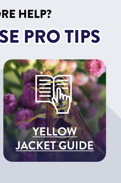 [YELLOW JACKET GUIDE]