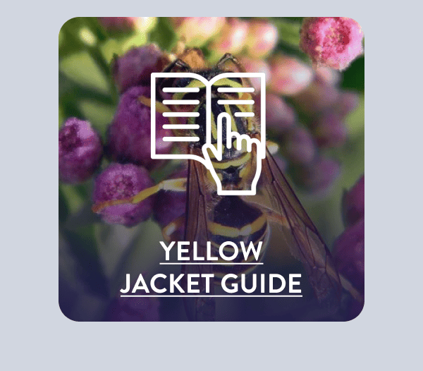 [YELLOW JACKET GUIDE]