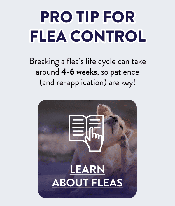 Pro Tip for Flea Control Breaking a flea’s life cycle can take around 4-6 weeks, so patience (and re-application) are key! [LEARN ABOUT FLEAS]