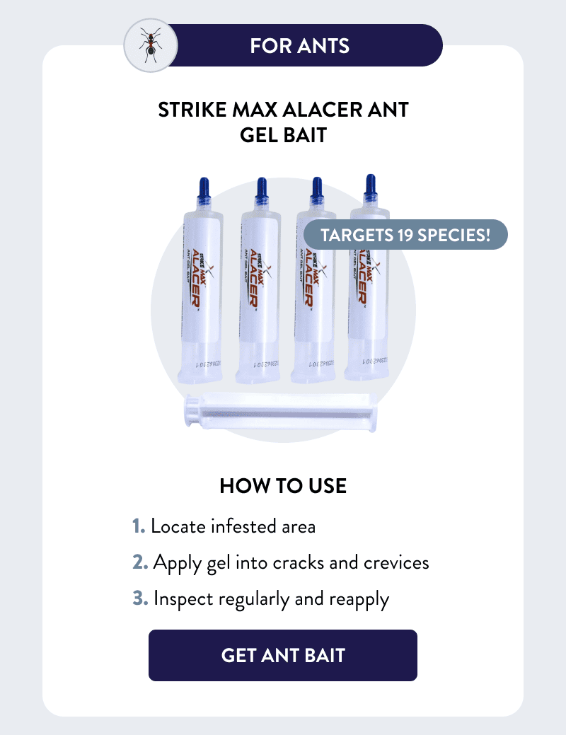 For Ants  Targets 19 species!  Strike Max Alacer Ant Gel Bait  How to Use  1. Locate infested area 2. Apply gel into cracks and crevices 3. Inspect regularly and reapply  [GET ANT BAIT]