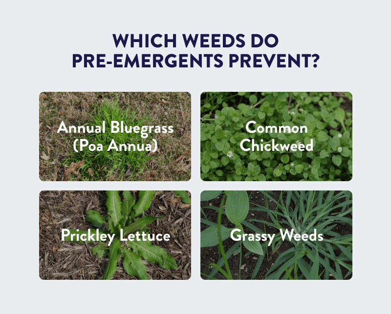 Which weeds do pre-emergents prevent?  Annual Bluegrass (Poa Annua), Common Chickweed, Prickly Lettuce, Grassy Weeds