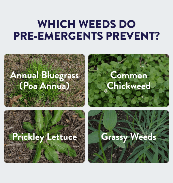 Which weeds do pre-emergents prevent? Annual Bluegrass (Poa Annua), Common Chickweed, Prickly Lettuce, Grassy Weeds