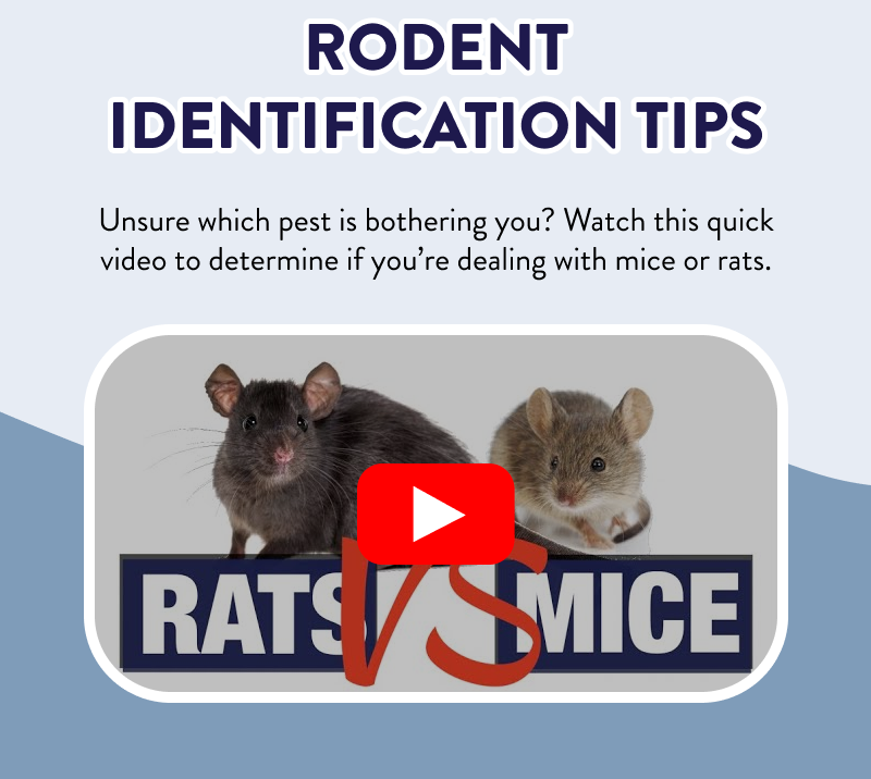 Rodent Identification Tips  Unsure which pest is bothering you? Watch this quick video to determine if you’re dealing with mice or rats.