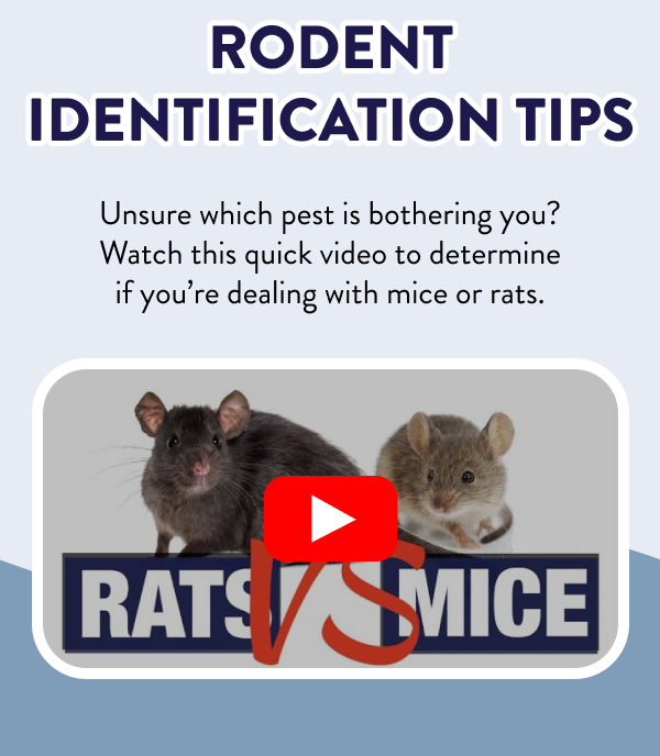 Rodent Identification Tips Unsure which pest is bothering you? Watch this quick video to determine if you’re dealing with mice or rats.