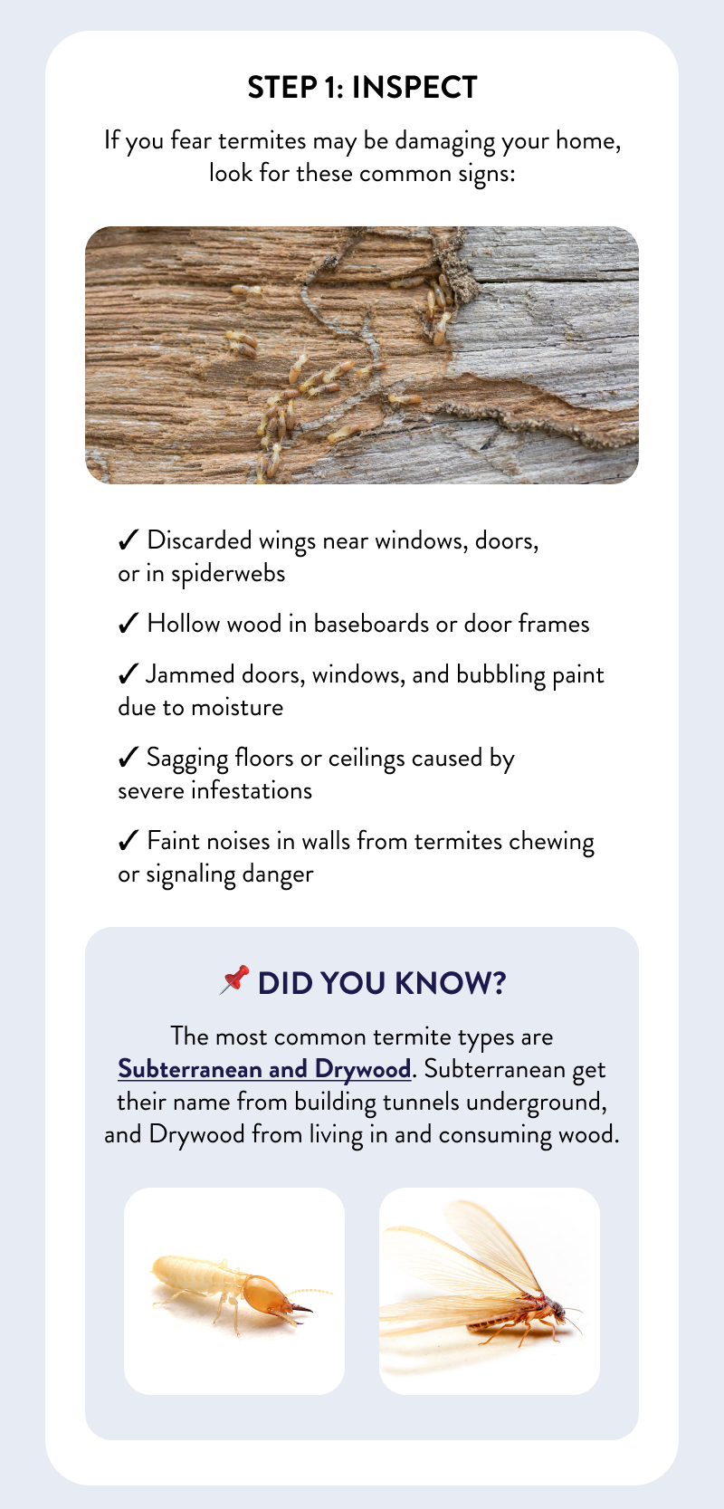 Step 1: Inspect  If you fear termites may be damaging your home, look for these common signs:  - Discarded wings near windows, doors, or in spiderwebs - Hollow wood in baseboards or door frames - Jammed doors, windows, and bubbling paint due to moisture - Sagging floors or ceilings caused by severe infestations - Faint noises in walls from termites chewing or signaling danger  📌 Did You Know?  The most common termite types are Subterranean and Drywood. Subterranean get their name from building tunnels underground, and Drywood from living in and consuming wood.