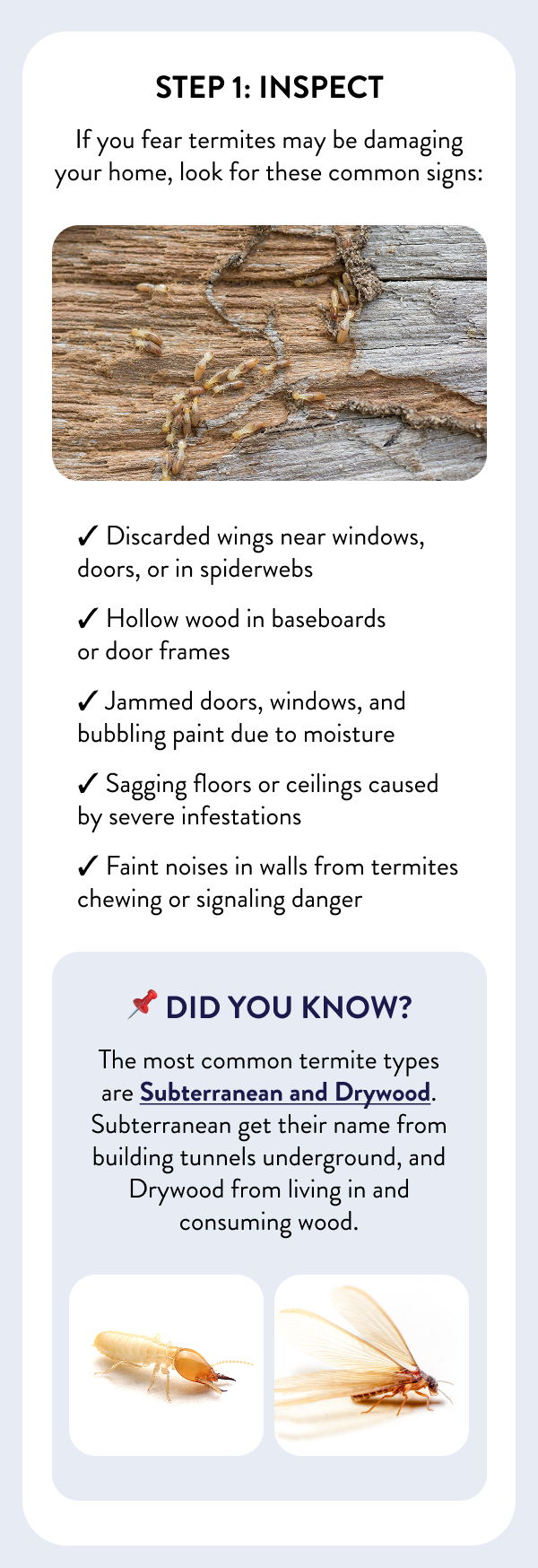 Step 1: Inspect If you fear termites may be damaging your home, look for these common signs: - Discarded wings near windows, doors, or in spiderwebs - Hollow wood in baseboards or door frames - Jammed doors, windows, and bubbling paint due to moisture - Sagging floors or ceilings caused by severe infestations - Faint noises in walls from termites chewing or signaling danger