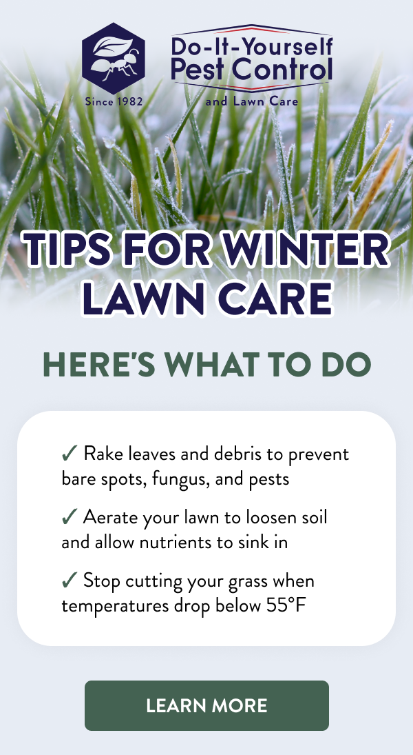 Tips for Winter Lawn Care Here's What to Do ✔ Rake leaves and debris to prevent bare spots, fungus, and pests ✔ Aerate your lawn to loosen soil and allow nutrients to sink in ✔ Stop cutting your grass when temperatures drop below 55°F [LEARN MORE]