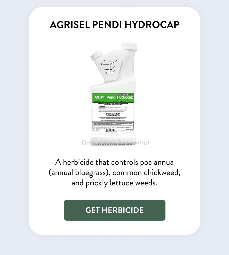 Agrisel Pendi Hydrocap  A herbicide that controls poa annua (annual bluegrass), common chickweed, and prickly lettuce weeds.  [GET HERBICIDE]