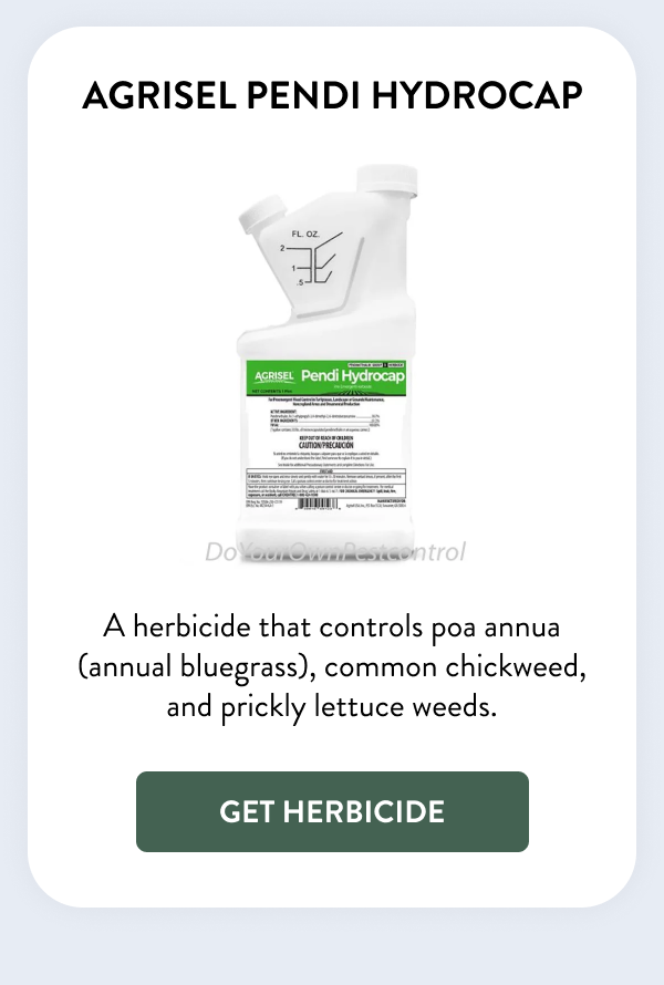 Agrisel Pendi Hydrocap A herbicide that controls poa annua (annual bluegrass), common chickweed, and prickly lettuce weeds. [GET HERBICIDE]